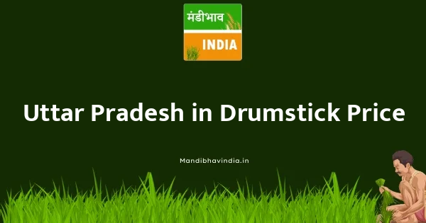 Drumstick भाव